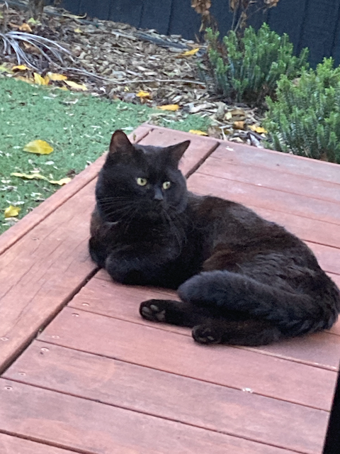 A fluffy black cat lies on a low wooden deck.