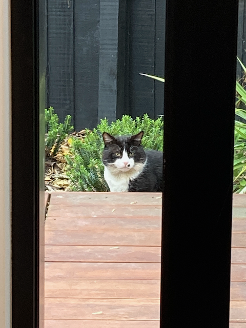 A tuxedo cat sitting in a garden past the end of a low deck, staring off to the side of the camera.