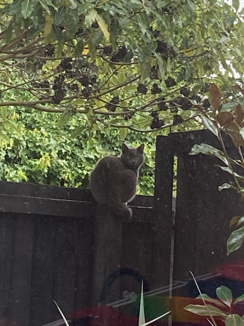 A grey cat sitting on top of a fence, staring towards the camera