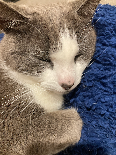 A grey and white cat curled up on a blue blanket, front paw tucked under his leg.