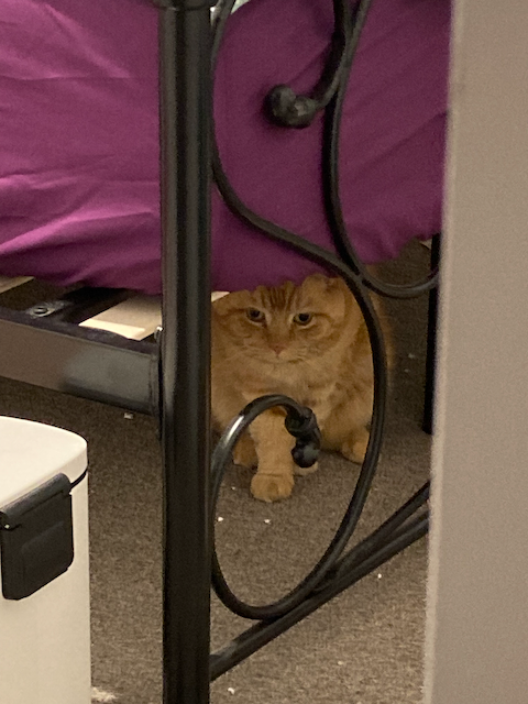 A large fluffy orange cat hiding under a bed frame.